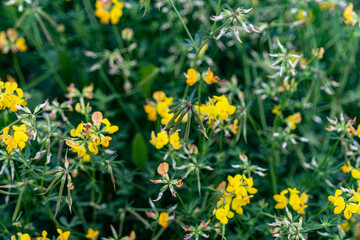 Fototapeta premium dandelions in the grass