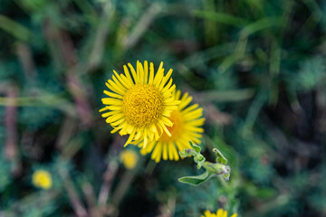 dandelions in the grass