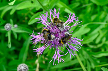 bumblebee on purple thistle in Swedish nature