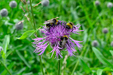 bumblebee on purple thistle in Swedish nature