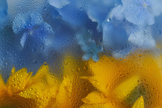 Support for the freedom of Ukraine. Patriotism of Ukraine, a symbol of freedom in the colors of the flag from flowers in an abstract composition.