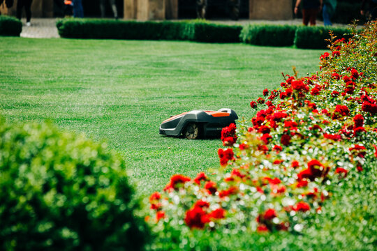 lawn mower robot near roses bushes