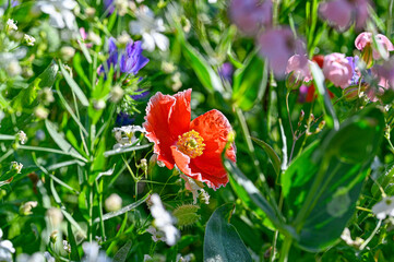 colorful flowers on a meadow in Sweden