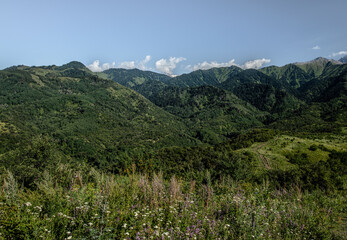 Obraz premium landscape with trees and clouds
