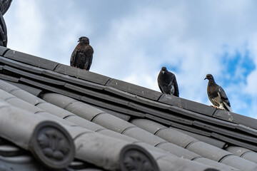 chinese temple roof
