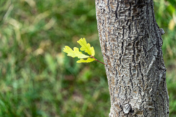 tree trunk in the forest