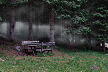 benches in front of a fir forest with fog Italy