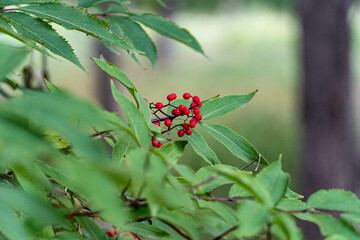 people walking in the park