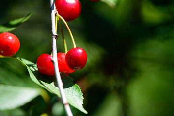 beautiful dark red cherries in the middle of summer on a green bush on a sunny day