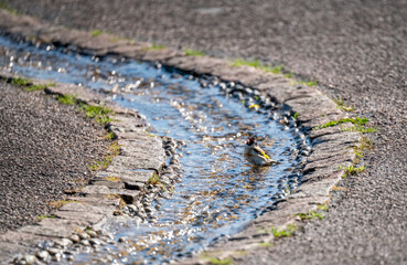 close up of a goldfinch (Carduelis carduelis) bathing in a man-made pebbled stream