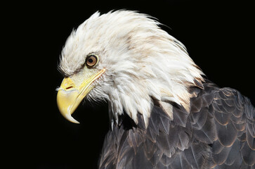american bald eagle