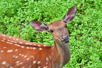 roe deer in the grass