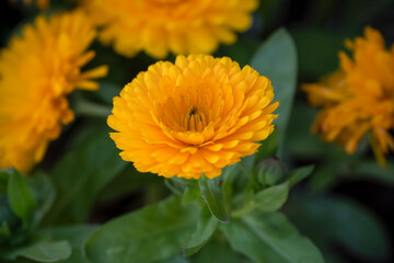 detailed close up Pot Marigold 'Calendula officinalis' common marigold, ruddles, Mary's gold or Scotch marigold