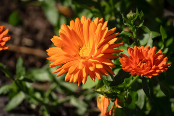 detailed close up Pot Marigold 'Calendula officinalis' common marigold, ruddles, Mary's gold or Scotch marigold