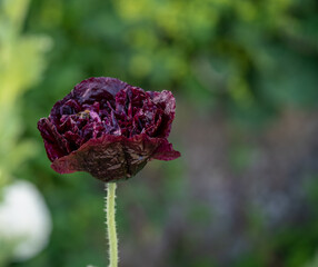 detailed close up of Papaver somniferum 'Black Single'