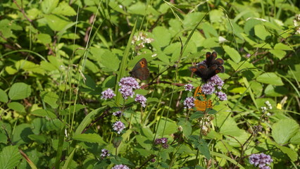 schöne schmetterlinge und wald blumen