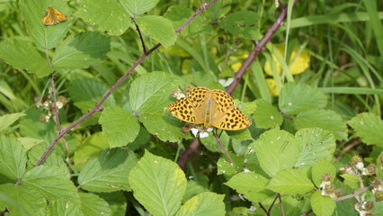schöne schmetterlinge und wald blumen