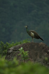 A beautiful scene where a peacock is standing