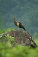 A beautiful scene where a peacock is standing