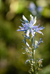 detailed close up of an Camas Camassia leichtlini 'Blue Donau'