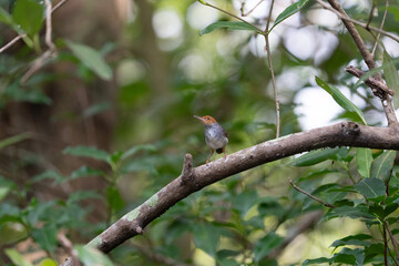 シンガポールの野鳥　アカガオサイホウチョウ