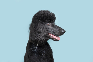 Profile black poodle looking away. Isolated on blue pastel background