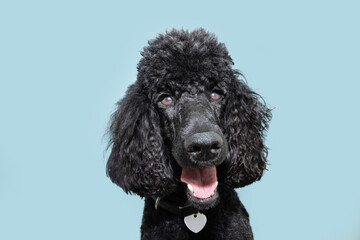 Portrait happy poodle puppy dog smiling, Isolated on blue colored background