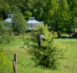 a peregrine falcon in a demonstration flight