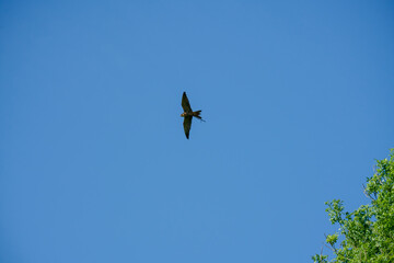 a peregrine falcon in a demonstration flight