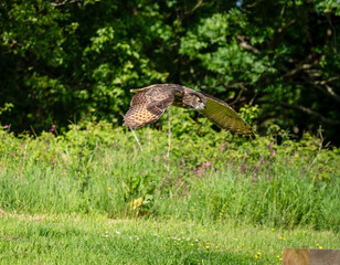 a european eagle owl (Bubo bubo) in demonstration at a bird of prey centre