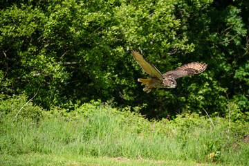 a long-eared owl in demonstration at a bird of prey centre  