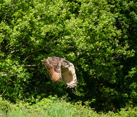 a european eagle owl (Bubo bubo) in demonstration at a bird of prey centre