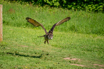 a european eagle owl (Bubo bubo) in demonstration at a bird of prey centre