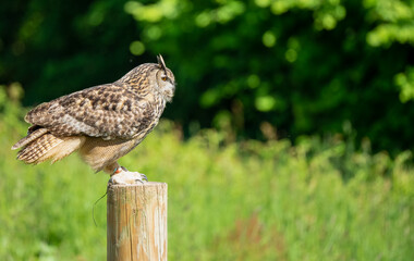 a european eagle owl (Bubo bubo) in demonstration at a bird of prey centre