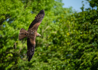 air, animal, avian, barn owl, beak, beautiful, bird, bird of prey, birds, brown, carnivore, claw, claws, dive, eagle, eyesight, falcon, feather, field, flight, fly, free, grass, hover, hunter, hunting