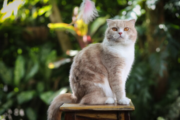Scottish fold cat with orange eyes sitting on wooden table with green leaf background. Orange cat...