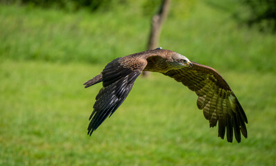 air, animal, avian, barn owl, beak, beautiful, bird, bird of prey, birds, brown, carnivore, claw, claws, dive, eagle, eyesight, falcon, feather, field, flight, fly, free, grass, hover, hunter, hunting