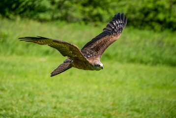 air, animal, avian, barn owl, beak, beautiful, bird, bird of prey, birds, brown, carnivore, claw, claws, dive, eagle, eyesight, falcon, feather, field, flight, fly, free, grass, hover, hunter, hunting