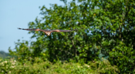 air, animal, avian, barn owl, beak, beautiful, bird, bird of prey, birds, brown, carnivore, claw,...