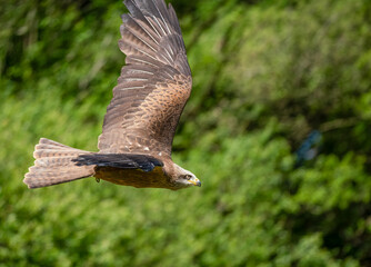 a red kite (Milvus milvus) in demonstration at a bird of prey centre