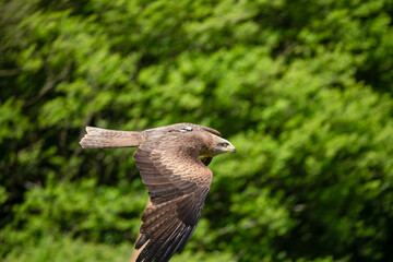a red kite (Milvus milvus) in demonstration at a bird of prey centre