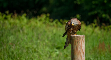 a red kite (Milvus milvus) in demonstration at a bird of prey centre