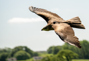 a red kite (Milvus milvus) in demonstration at a bird of prey centre