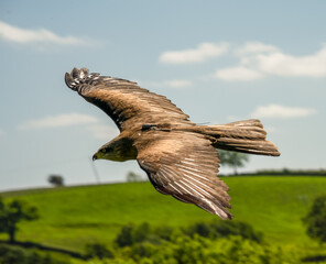 a red kite (Milvus milvus) in demonstration at a bird of prey centre