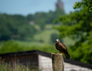a red kite (Milvus milvus) in demonstration at a bird of prey centre