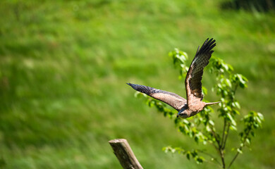 Fototapeta premium a red kite (Milvus milvus) in demonstration at a bird of prey centre