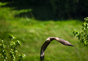 a red kite (Milvus milvus) in demonstration at a bird of prey centre