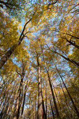 The forest canopy displays the colors of autumn in an upward, wide angle shot.