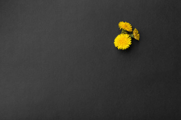 yellow flowers on black background, postcard with spring flowers