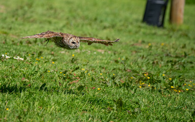 a Tawny Owl (Strix aluco) in demonstration at a bird of prey centre
